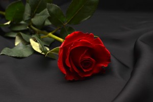 rose-1231354_960_720